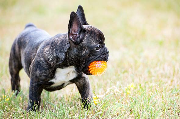 French Bulldog puppy standing in the grass holding a ball in its mouth