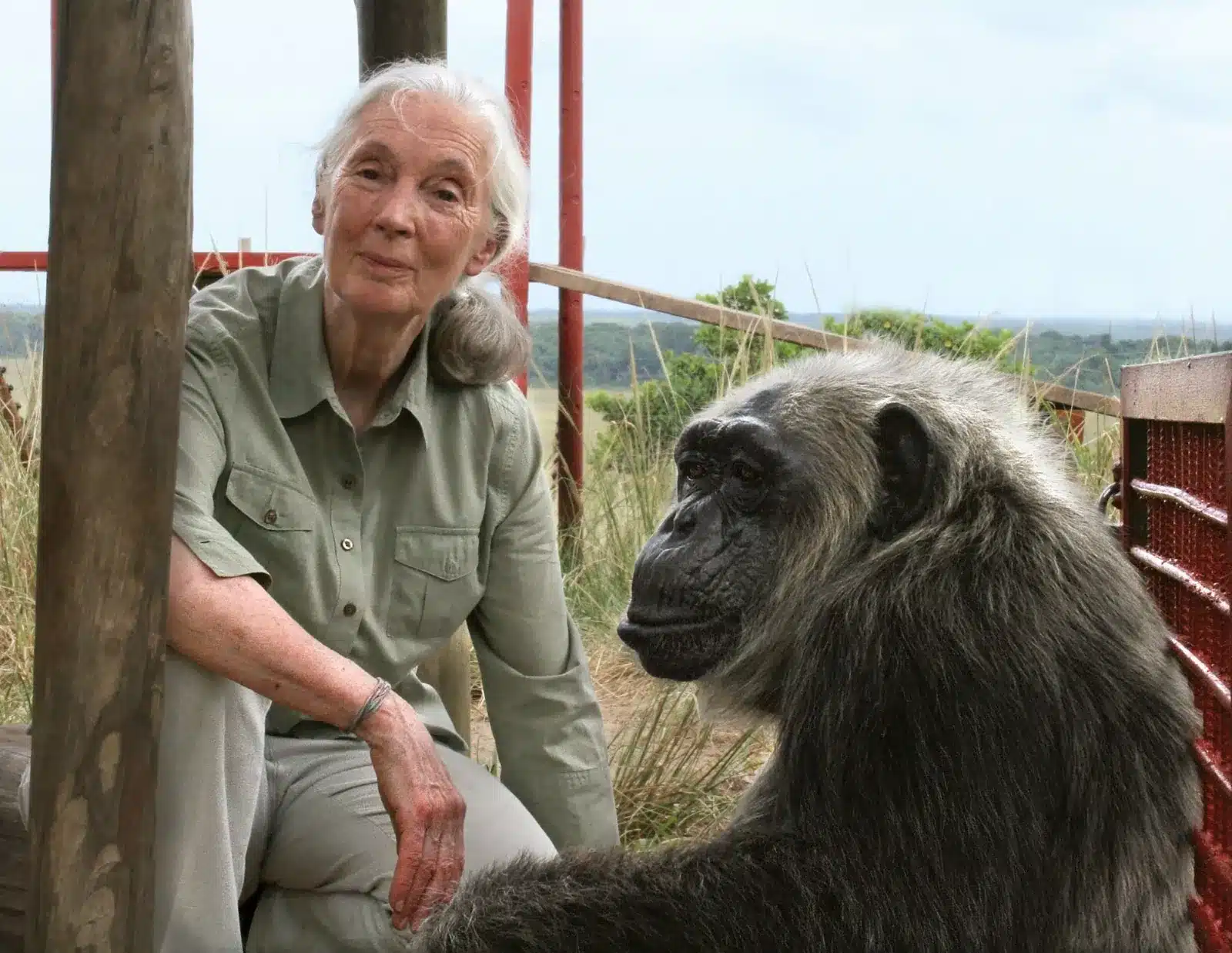10-Year-Old's Intriguing Question for Jane Goodall Comes with an Interesting Answer