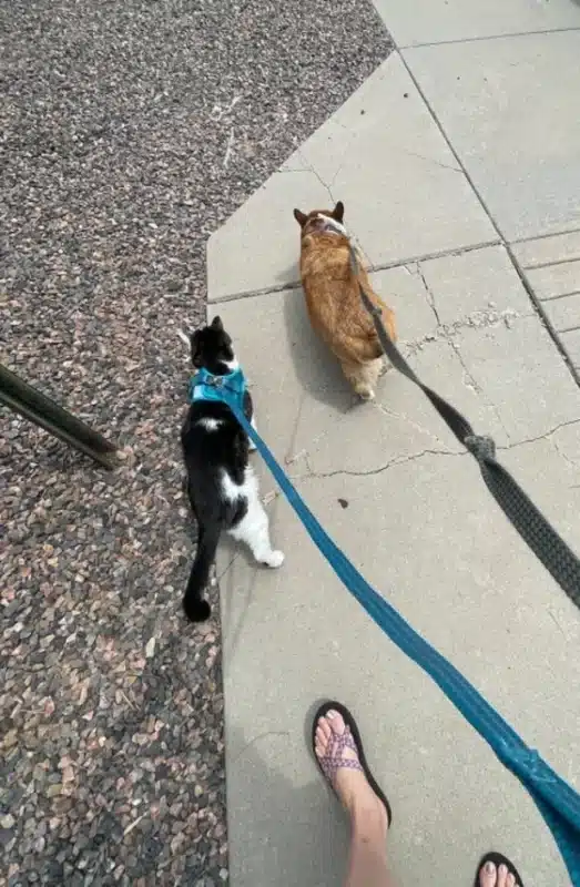 Leashes both