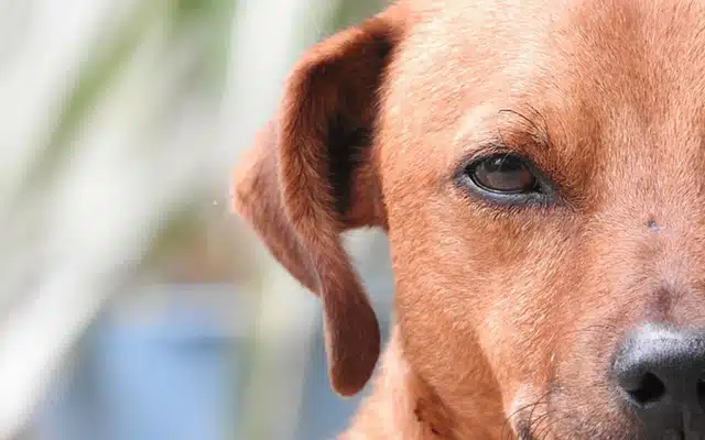 10 Things People Do That Dogs Can't Stand