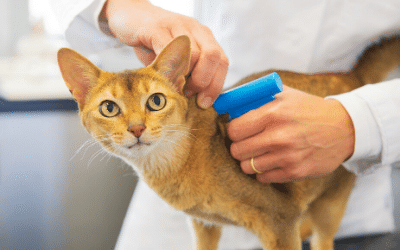 Almost HALF of adults in England unaware of cat microchipping laws