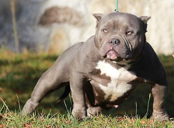 Are Bully Dogs Dangerous?