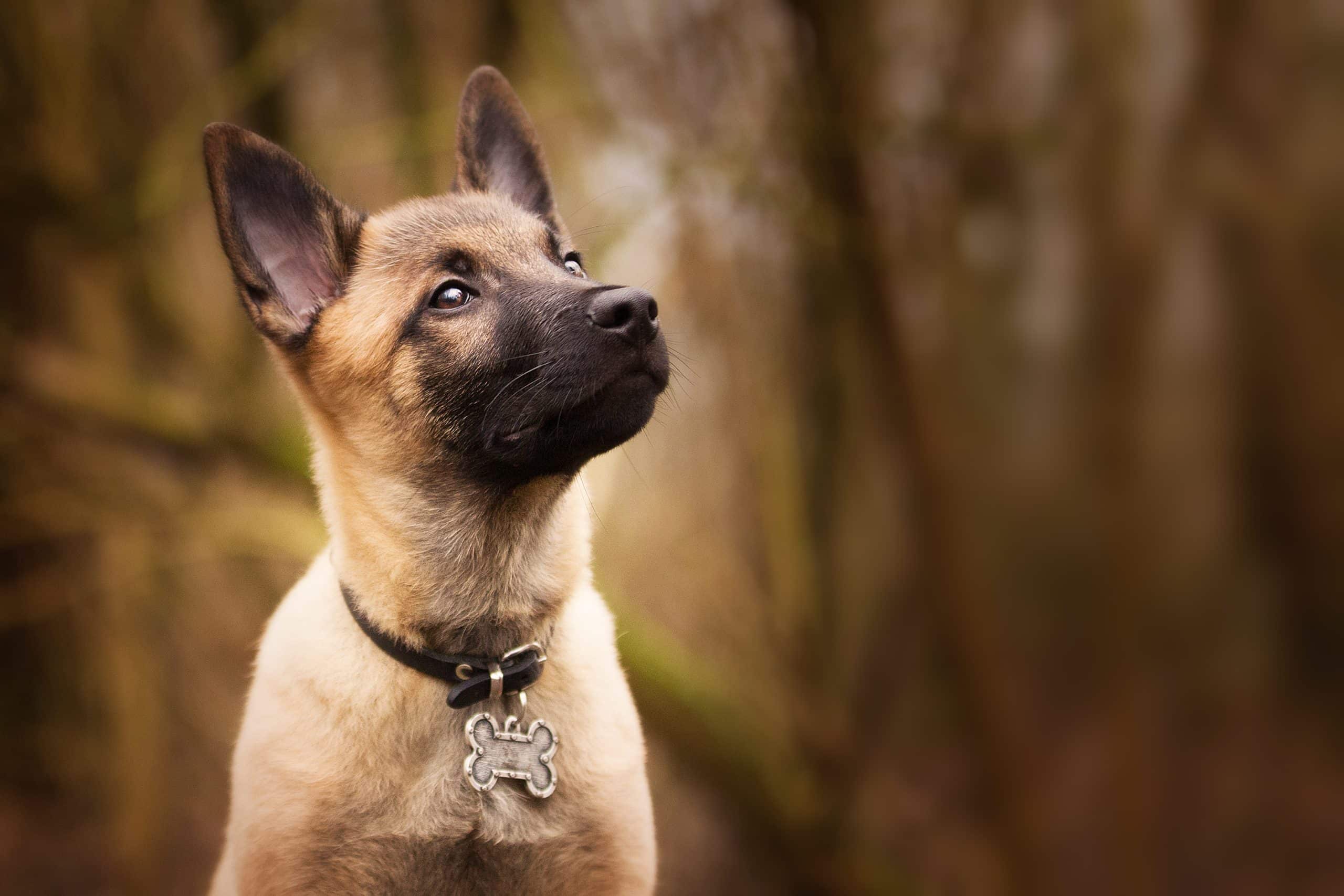 Brucella canis: Understanding a Rare But Serious Canine Disease
